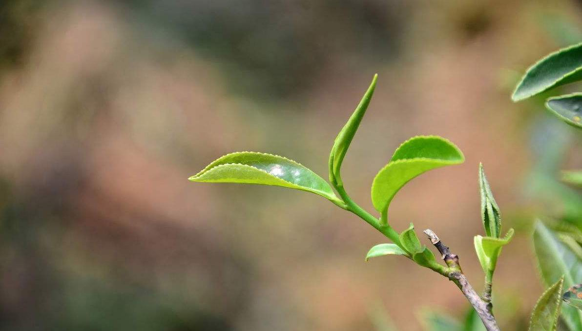 fresh tea flush on a tea plant fresh tea flush on a tea plant