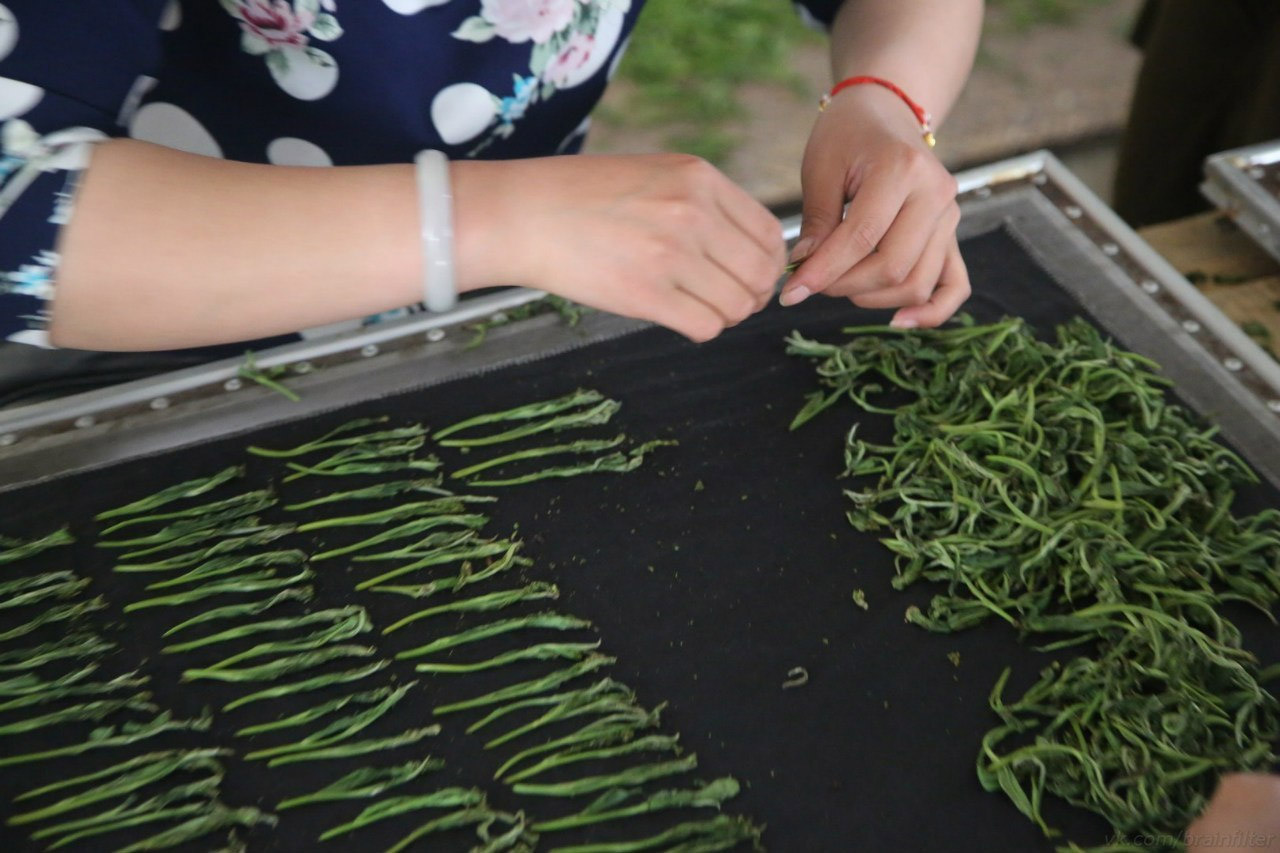 specifically manual leaf sorting and shaping specifically manual leaf sorting and shaping