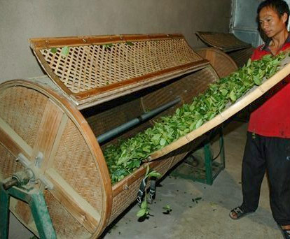 loading withered tea leaves into a rotating bamboo drum loading withered tea leaves into a rotating bamboo drum