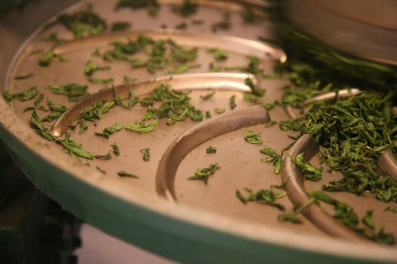 withered tea leaves are mechanically twisted and shaped withered tea leaves are mechanically twisted and shaped