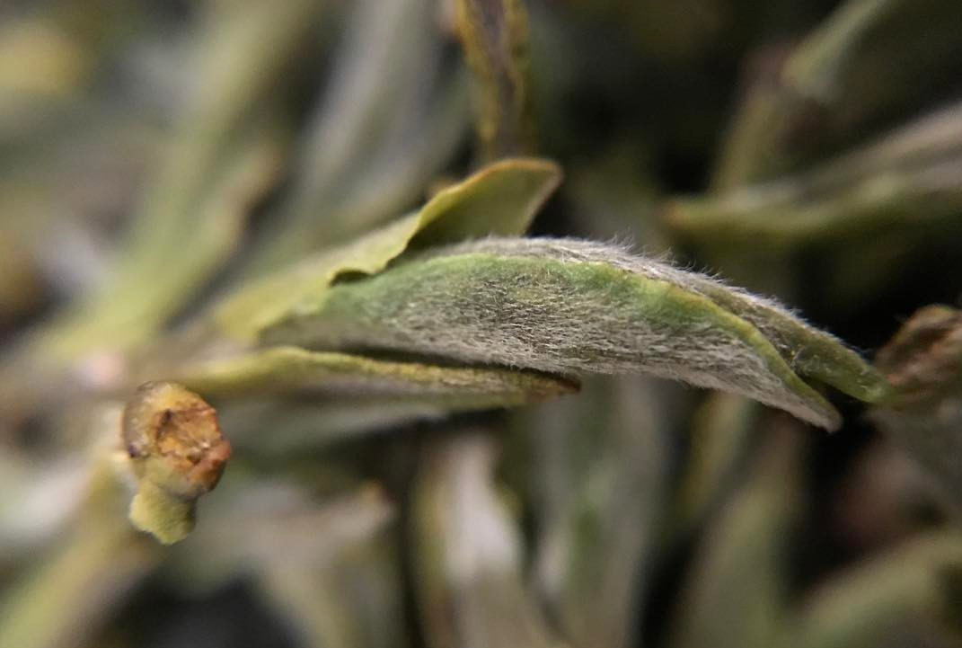 tea bud, specifically a silver tip (also called a tea tip or bud) tea bud, specifically a silver tip (also called a tea tip or bud)
