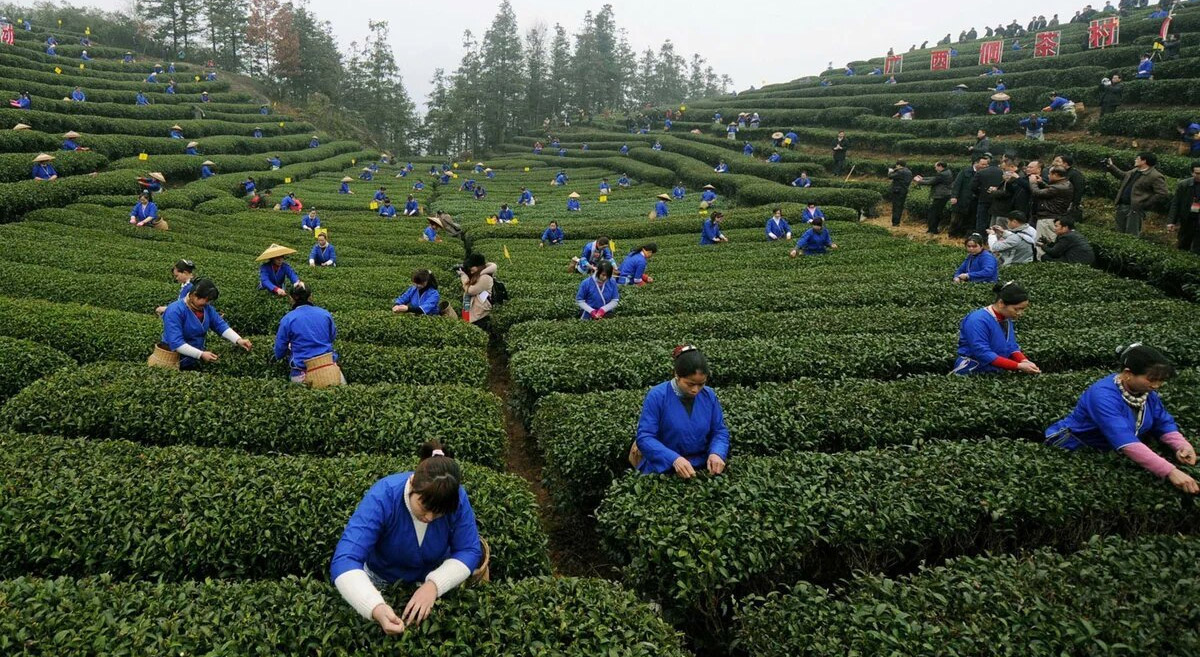 large-scale tea plantation during the manual tea harvesting season large-scale tea plantation during the manual tea harvesting season